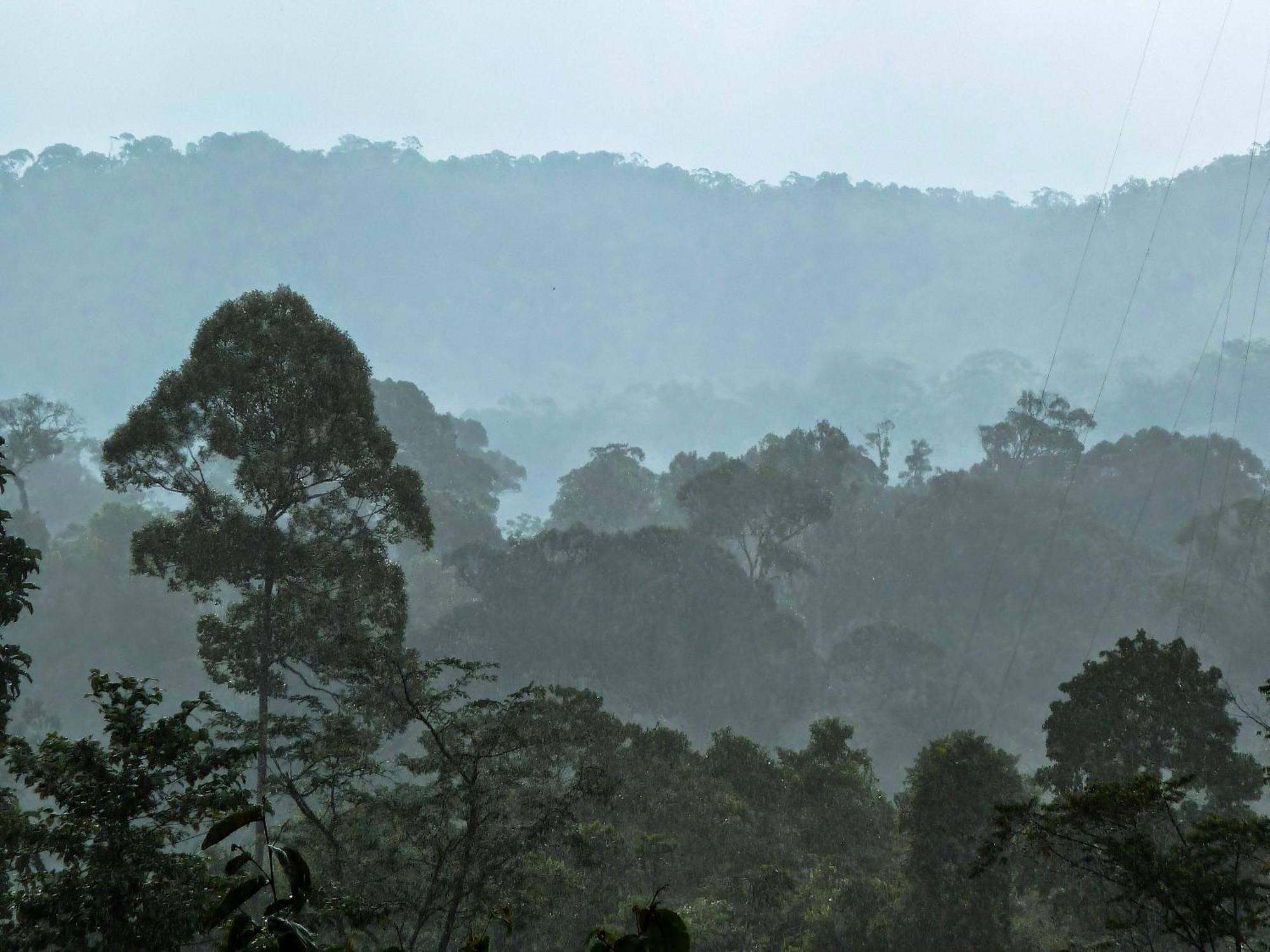 Green Travelodge Bukit Lawang Ngoại thất bức ảnh
